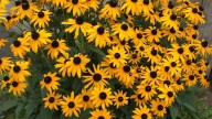 Ni petunias ni caléndulas: la planta que florece en octubre sin esfuerzo