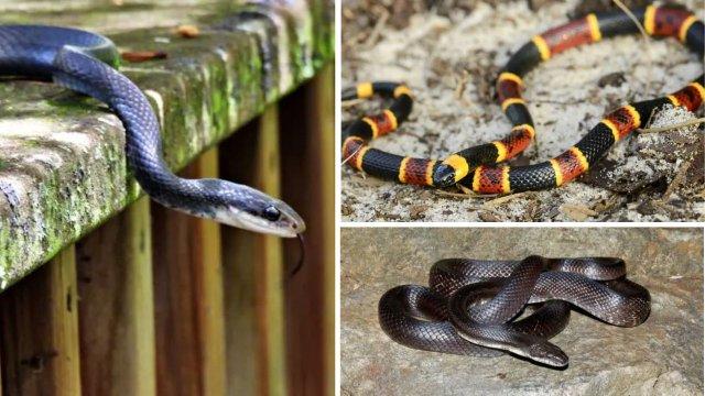 5 Common Garden Snakes You Should Know