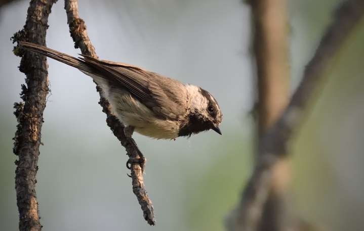 Blane Klemek Outdoors: What’s not to like about chickadees?