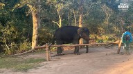 Kerala becomes first State to pass bill to amend Central Wildlife Protection Act