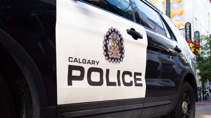 Dozens of puppies dashing around NW Calgary neighbourhood seized by police