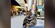 Family’s cat joins their vacation after riding 100 miles on van’s roof