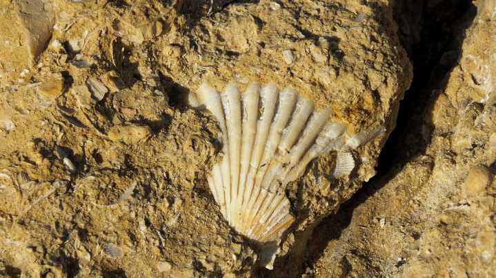What It Means To Find A Fossil In Your Garden (& The First Thing You Should Do)