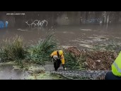 Firefighters rescue dog from flood channel during storm