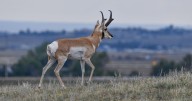 CPW pauses Pronghorn hunting on Fort Carson and Pinon Canyon due to government shutdown