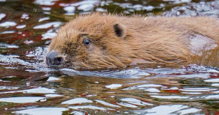 Beavers reintroduced to place they’ve been extinct for 400 years