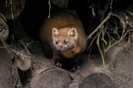 Release the beasts! The Country Life Quiz of the Day, October 10, 2025