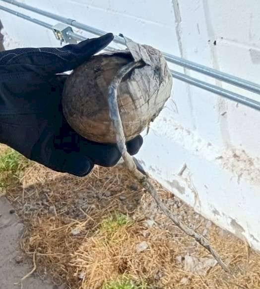 Hallan supuesto explosivo en el Cedefam