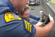 Kitten rescued by Washington State Patrol troopers on I