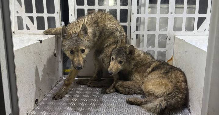 Three 'wolves' found roaming the streets of UK town
