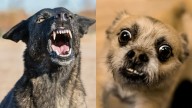 ¿Cómo salvar a un perro pequeño del ataque de uno más grande, según adiestrador?