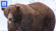 Fat Bear Week 2025 won by 32 Chunk, who overcame broken jaw to stack on pounds