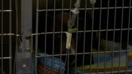 Bowling Green Warren County Humane Society seeing increase in parvo cases