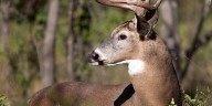 Kentucky’s 2nd wild deer case of Chronic Wasting Disease confirmed in SKY