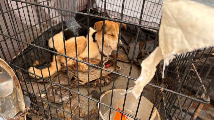 Abandoned Dog Living In Chains Inside A Crate In North Carolina Leaves Rescuers Speechless