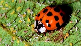 Soybean harvest brings a familiar pest: Asian lady beetles