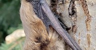 See a bat in or around your home? Don’t panic, here’s what you need to know
