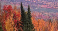 Nature: Fall colors in Maine