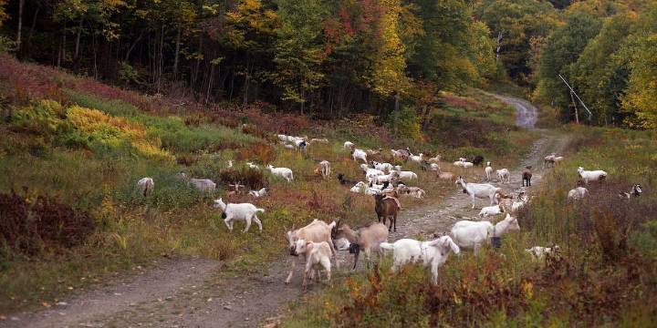 Livestock landscaping: Vermont ski areas employ goats and sheep to clear the slopes