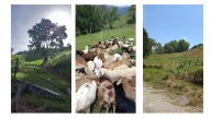 Bendito Pasto en Mérida y sus corderos de libre pastoreo y alimentación natural
