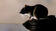Do we need a rat czar? Cleveland among 'rattiest' cities in US in new study