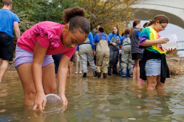 Tennessee Aquarium set to celebrate 25th anniversary of the Lake Sturgeon reintroduction program