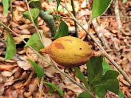 Nueva especie de árbol identificada en pleno campus universitario en Colombia.