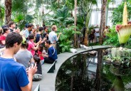 Corpse flower’s frightful bloom returns to NYBG just in time for halloween