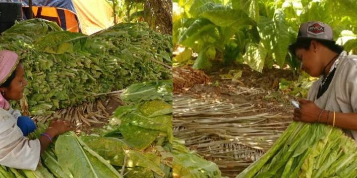 Productores de tabaco alertan: aumento de impuestos a cigarros hundiría la economía de Nayarit