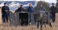 Trump administration tells Colorado wolves must come from U.S. Rockies states, not Canada