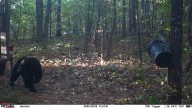 Authorities shoot and kill black bear believed to have fatally mauled man in Arkansas