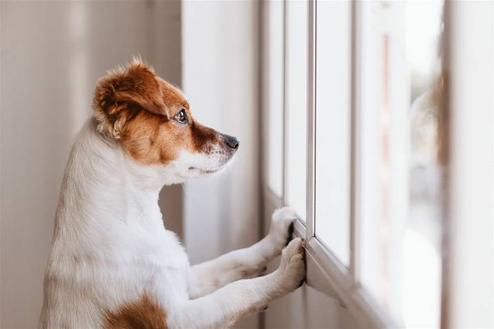 Las 10 historias de animales que más impactaron en 2022