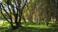 Una niña de 6 años atravesó el bosque para alertar a los vecinos de que sus padres habían muerto en Coín