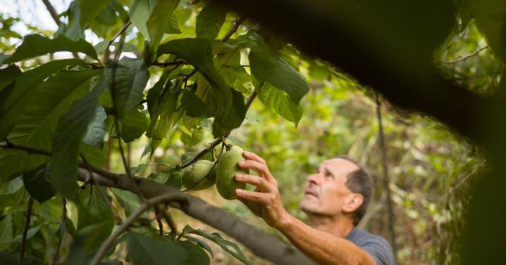 Pittsburghers preserving pawpaw trees, some hope it will lead to more zebra swallowtail butterflies