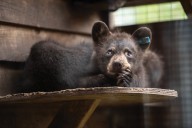 Born to be wild: Hope and survival for B.C.’s orphaned black bears in a changing world