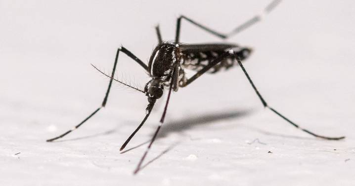 What is chikungunya and how could you get it?
