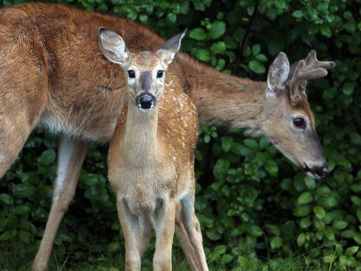 KLEIN: Assiniboine Forest prevention costs less than regret later