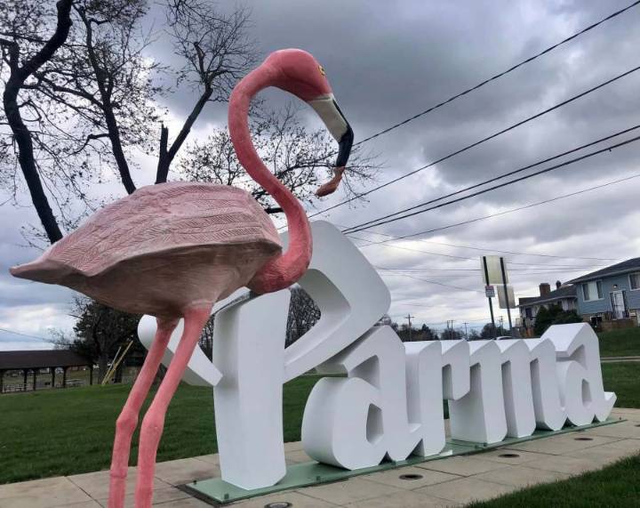 Pink Flamingo is Parma's official mascot