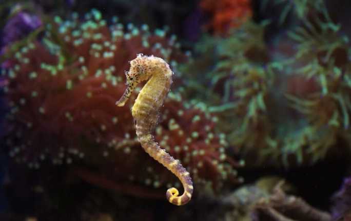 Incautan cerca de 3 000 caballitos de mar en operativo fronterizo entre Ecuador y Colombia