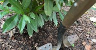 Transplanting shrubs: Timing and technique for a thriving garden