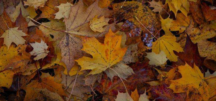 Philadelphia inicia su Programa de Reciclaje de Hojas 2025