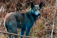 Aparecieron perros con pelaje azul en Chernobyl y buscan la causa