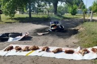 Otra protesta frente al IPESA por la muerte de las gallinas ponedoras