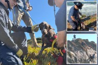 Dog rescued after falling 40 feet over edge of cliff in San Francisco
