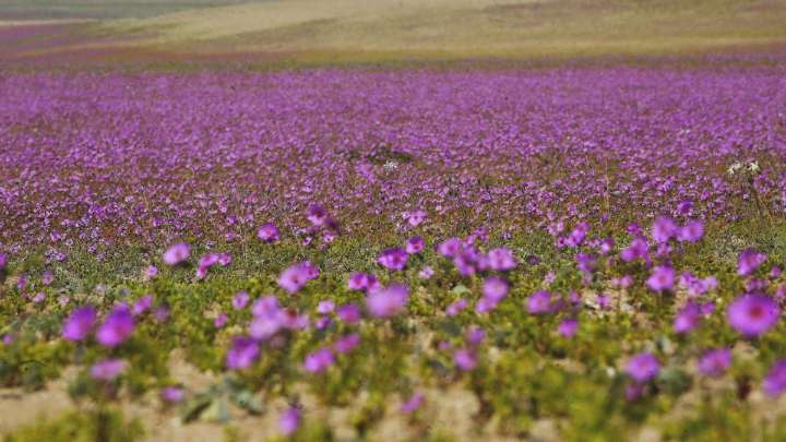 La belleza del desierto Florido: Destacan las "Patas de Guanaco" y las añañucas amarillas