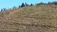 Cuidar el pino y plantar eucaliptos con regulación, la fórmula contra incendios que piden dueños de monte de la comarca de Meira