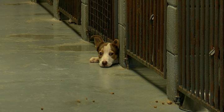 Etowah County Animal Shelter no longer taking surrenders at full capacity