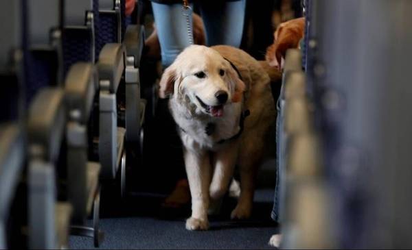 Un perro vale lo mismo que una valija si se pierde durante un vuelo