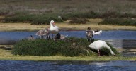 Humedal de Batuco, Cordón de Cantillana y Cerro Águila entre ellos: Los lugares que el gobierno busca declarar sitios prioritarios
