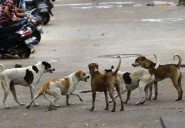 Coaches each from Kenya and Japan bitten by stray dog at JLN stad...